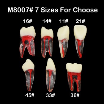 10Pcs Modèle de dents Endo de pratique RCT du canal radiculaire endodontique den...